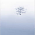 Small tree on hil during misty weather with snowfall