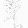 Art Prints of Peony Lines