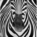 Art Prints of ZEBRA