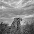 Art Prints of CHEETAH DREAMS