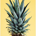 Pineapple Yellow 01