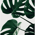 Monstera Natural 43