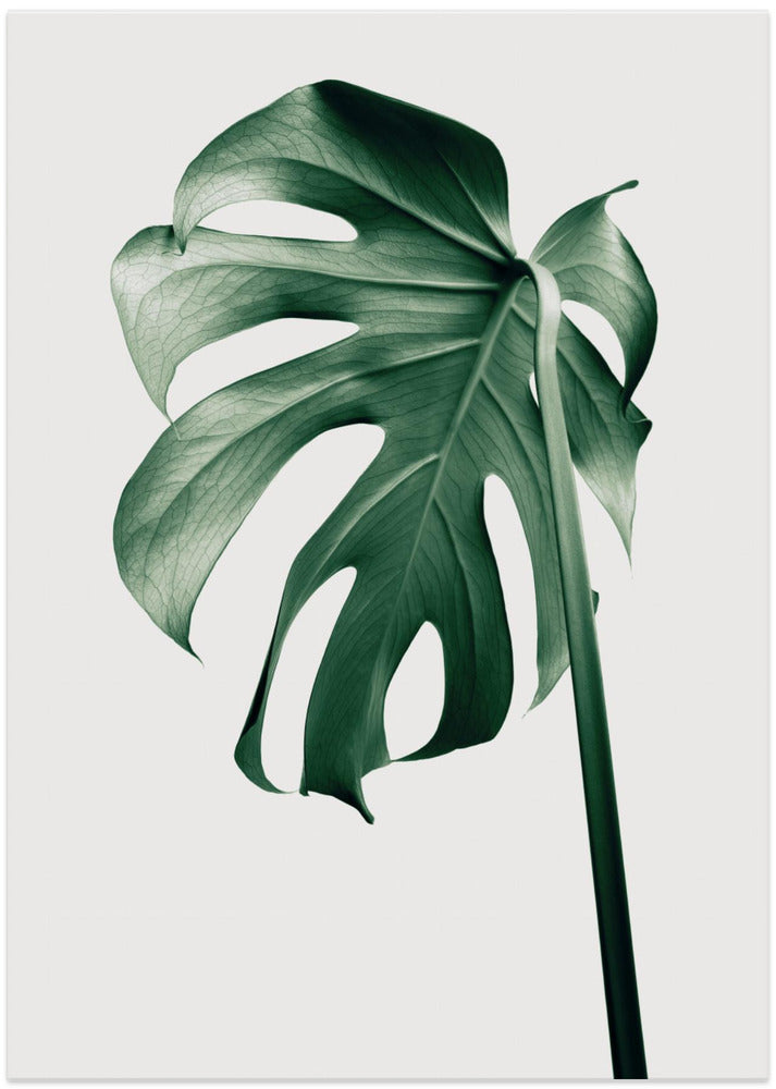 Monstera Natural 44