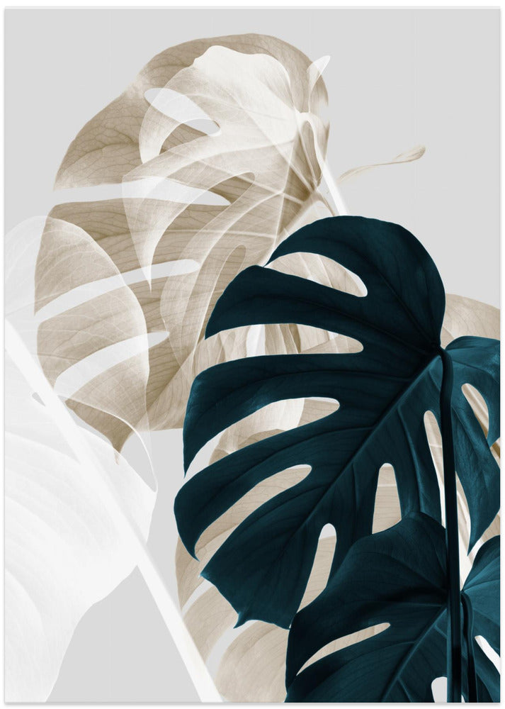 Monstera Creative 05