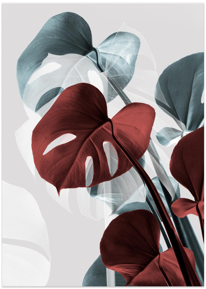 Monstera Creative 15