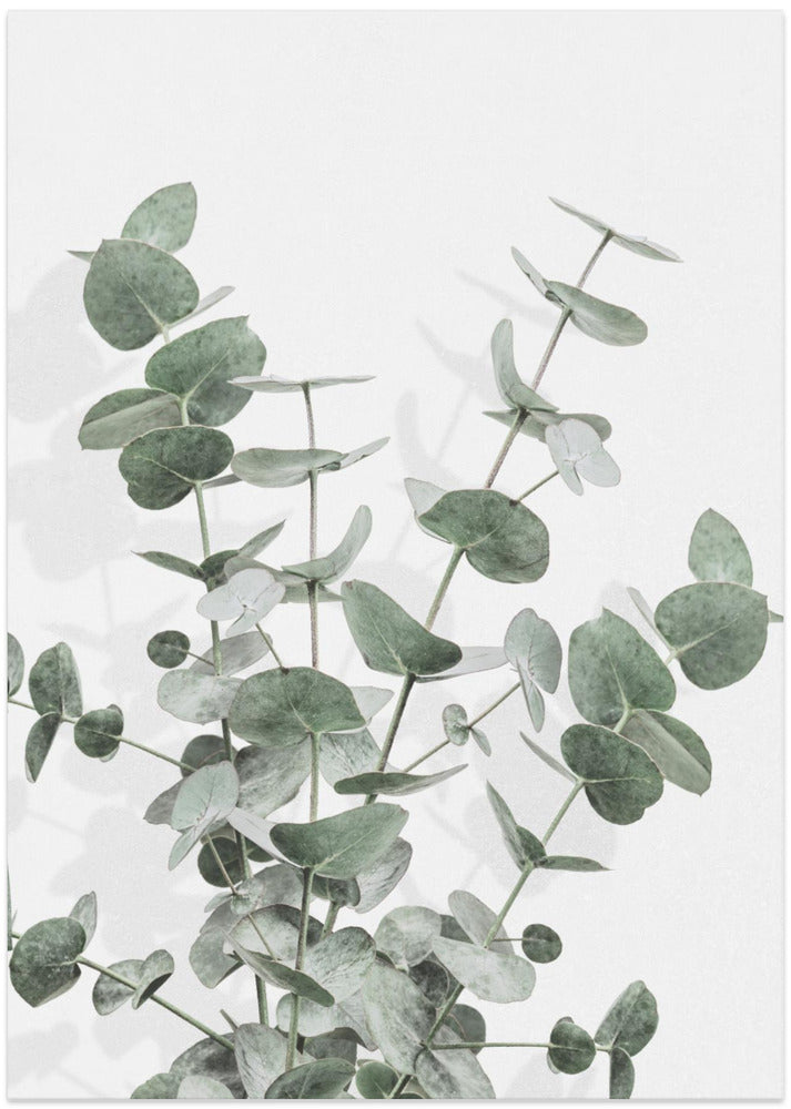 Eucalyptus Creative 16