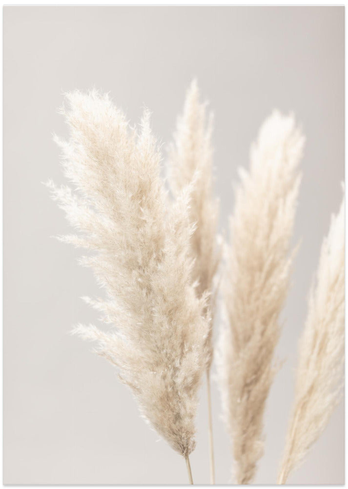Pampas Grass Grey 02