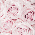 Pink Roses No 02