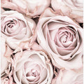 Pink Roses No 01