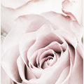 Pink Rose No 05