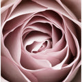 Pink Rose No 04