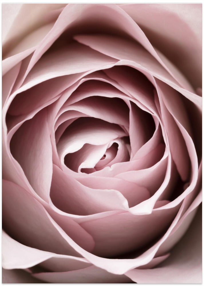 Pink Rose No 04