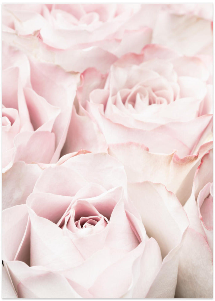Pink Roses 05