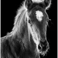 Art Prints of young filly