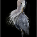 Art Prints of The Elegant Great Blue Heron