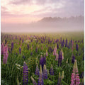 Lupines in fog part 3