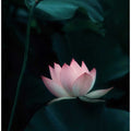 Lotus Flower