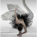 Art Prints of Swan Lake