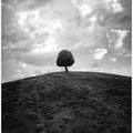 Lonely tree BW