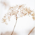 Soft dried flower_brown