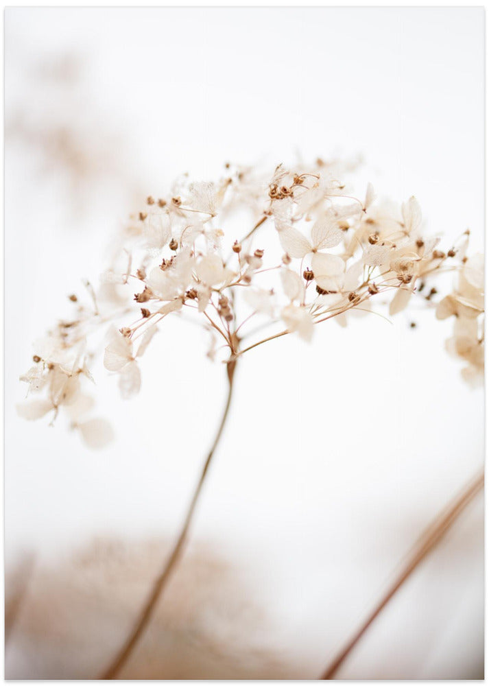 Soft dried flower_brown