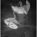 Art Prints of The dance of egrets