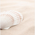 Shell_3