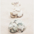 Shells