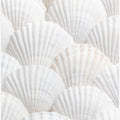 Shells_3