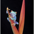Art Prints of Red Eyed Tree Frog on a Tropical Flower