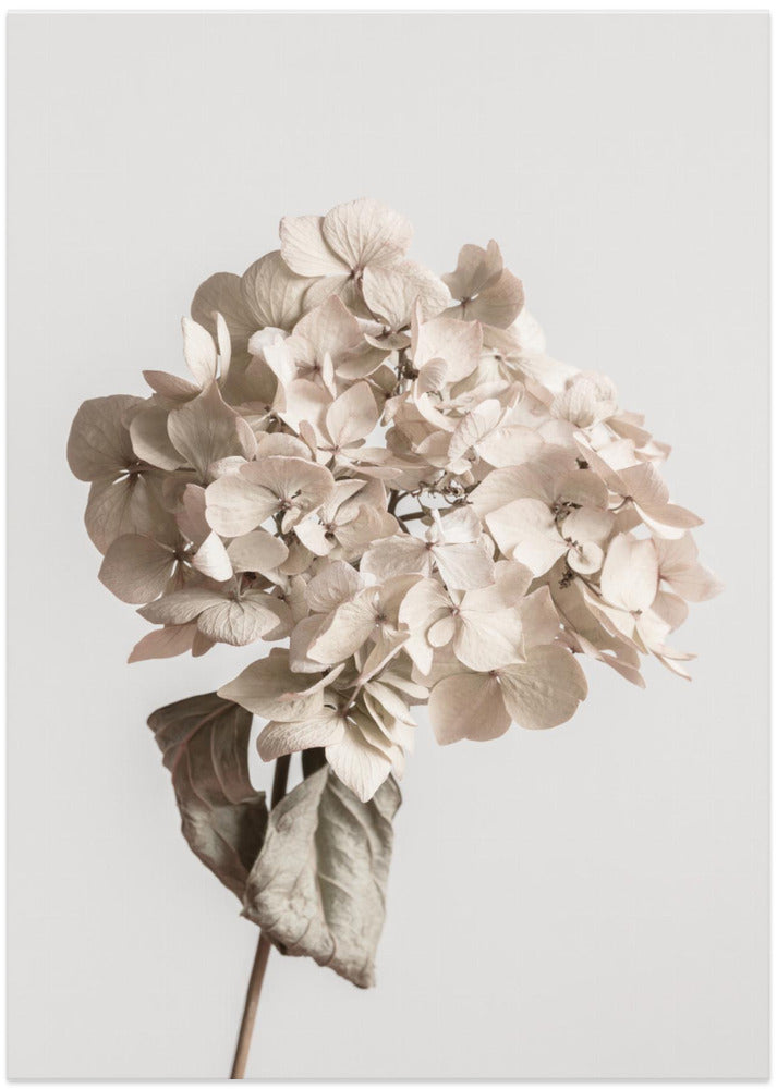 Beige dried flower
