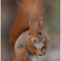 Art Prints of Squirrel
