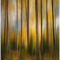 Autumn forest shaky
