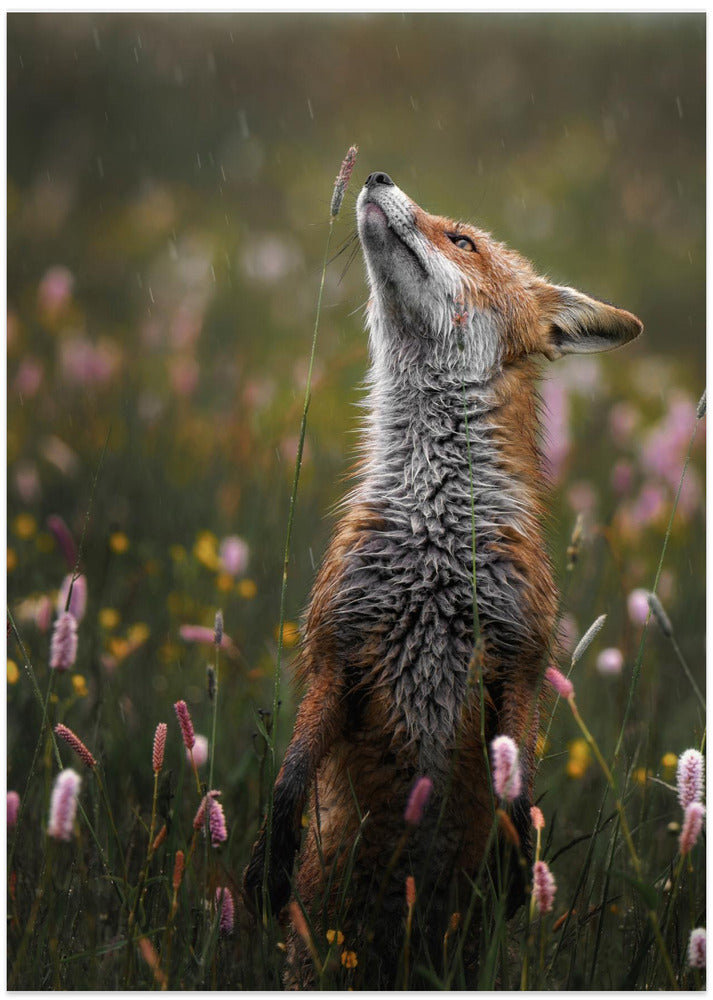 Art Prints of Sniffing