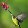 Pijantung Sunbird