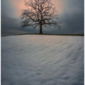 The lonely tree....