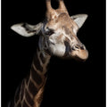 Art Prints of Giraffe in low key