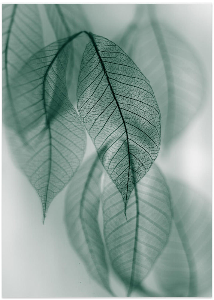 Leaf