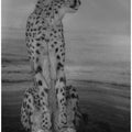 Art Prints of Cheetah on the Watch