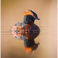 Art Prints of Horned grebe with reflection on a mirror like pond