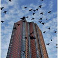 Birds over Manhattan New York