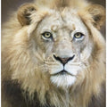 Portrait of a Young Male Lion