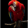 Art Prints of Portrait of Scarlet Macaw