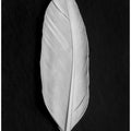 Feather_008