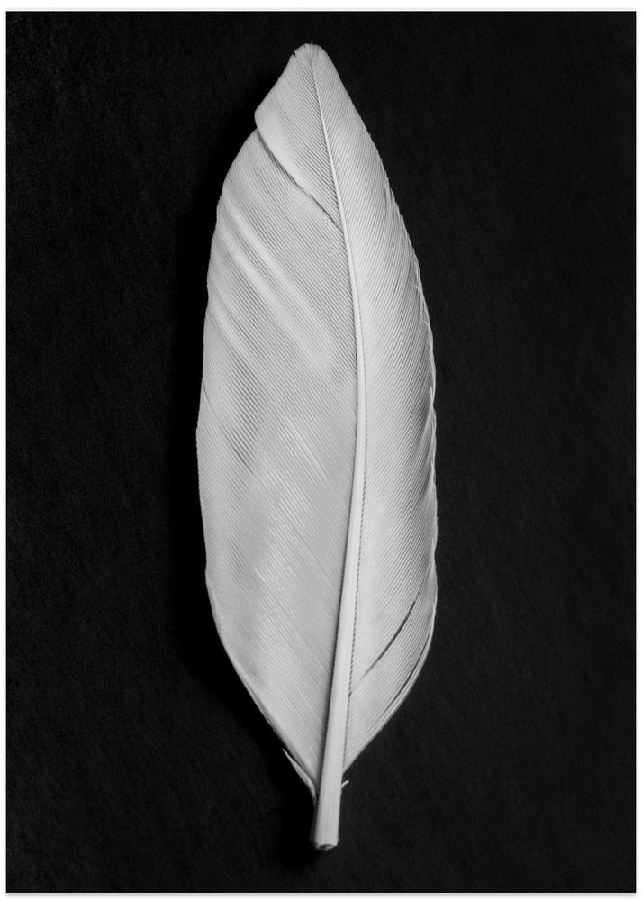Feather_008