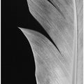 Feather_005