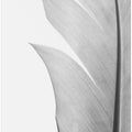 Feather_004
