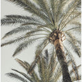 Palm_005
