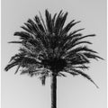 Palm_003