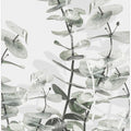 Eucalyptus_001